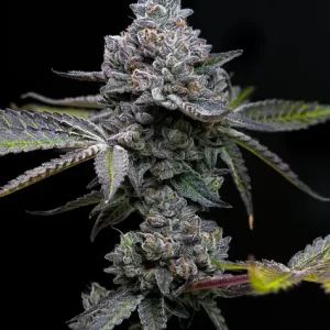 Apple Fritter feminizada de Barney’s Farm