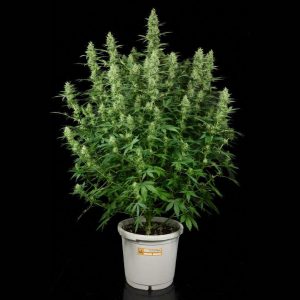 Kit de cultivo de exterior autofloreciente – PRO